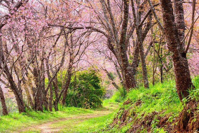 Chiang Mai - Doi Inthanon Full day Tour - Ang Ka Nature Trail: a short walk that doesn’t wreck your day