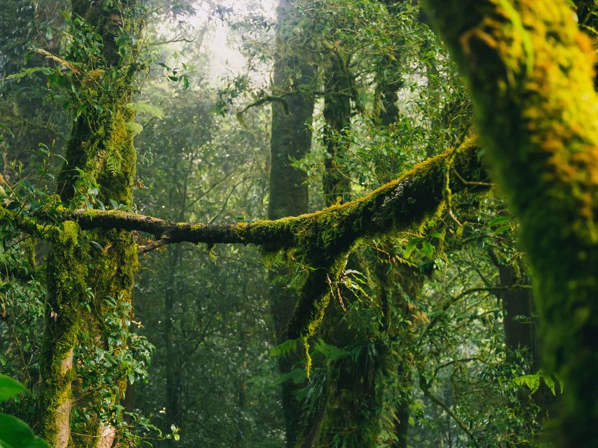 Chiang Mai: Doi Inthanon Highlights Small Group Tour - Value and price: what $93 is really buying you