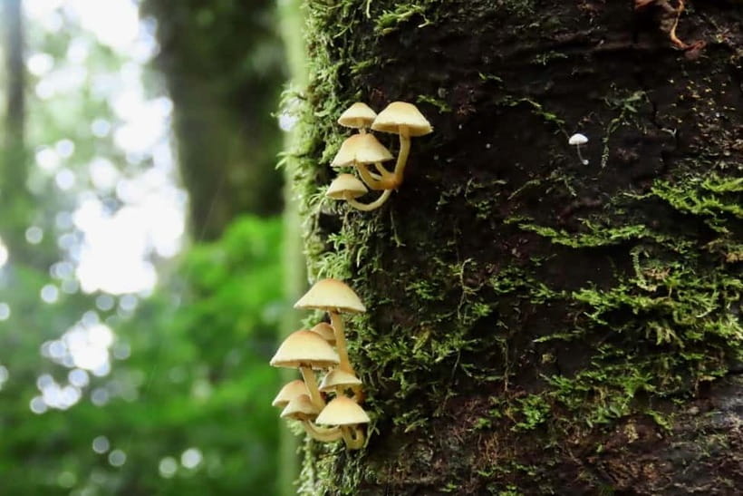 Chiang Mai: Doi Inthanon National Park and Kew Mae Pan Tour - Price and value at about $61: what you’re really paying for