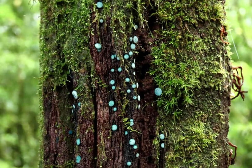 Chiang Mai: Doi Inthanon National Park and Kew Mae Pan Tour - Kew Mae Pan Nature Trail: cloud forest walking that actually changes your senses