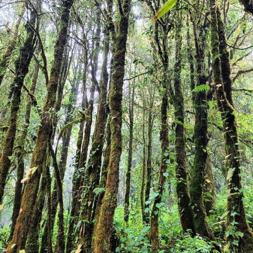 Chiang Mai: Doi Inthanon National Park & Waterfall Day Tour - Hmong market stop: samples, local goods, and culture in motion
