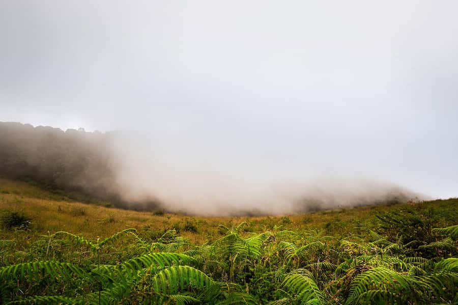 Chiang Mai: Doi Inthanon National Park, Waterfall & Lunch - Key things to know before you go