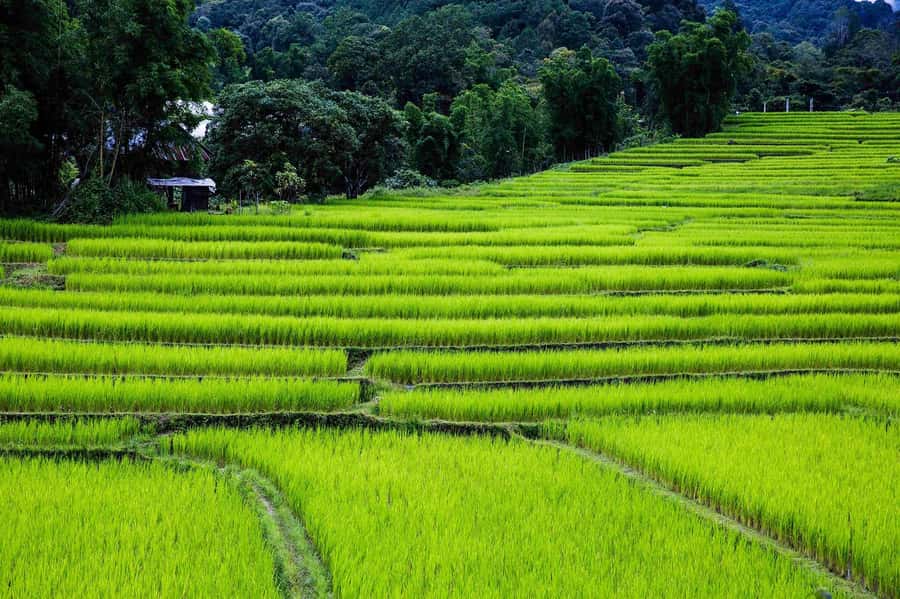Chiang Mai: Doi Inthanon National Park, Waterfall & Lunch - Karen village visit: culture you can actually connect with