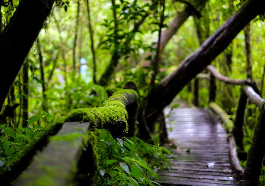 Chiang Mai: Doi Inthanon National Park with Ticket & Lunch - Key highlights worth showing up for