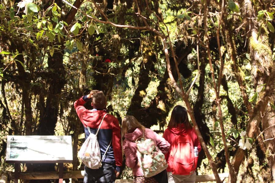 Chiang Mai: Doi Inthanon National Park with Ticket & Lunch - Transportation, timing, and why the pacing works for most people