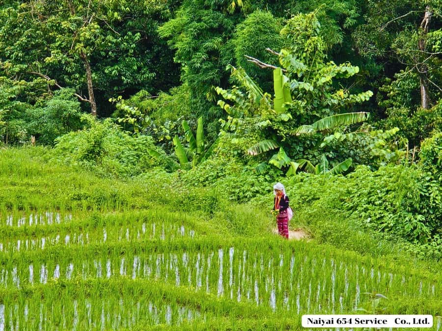 Chiang Mai: Doi Inthanon One-Day Tour with a Private Driver - Key Things I’d Pay Attention To