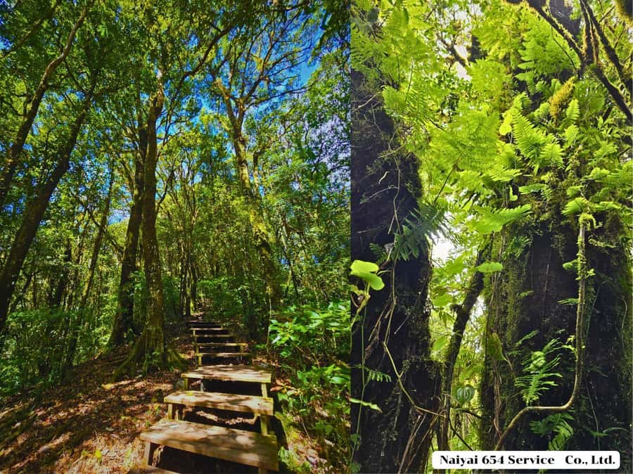 Chiang Mai: Doi Inthanon One-Day Tour with a Private Driver - The Morning Pickup and the No-Guide Format