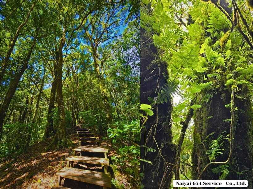 Chiang Mai: Doi Inthanon One-Day Tour with a Private Driver - Royal Agricultural Station Inthanon: A Quieter Stop With Real Context