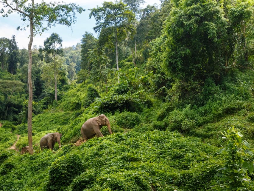 Chiang Mai: Doi Inthanon Park and Pha Dok Siew Trail Trek - The Pha Dok Siew Nature Trail: Where the Day Becomes a Walk in the Woods
