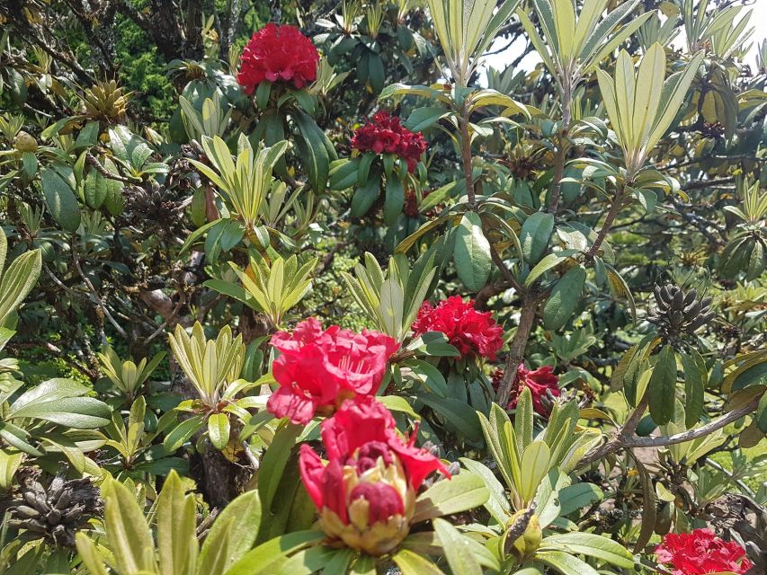 Chiang Mai: Doi Inthanon Park Day Trip with Kiw Mae Pan Hike - Price and Value at $61: When the Inclusions Actually Matter