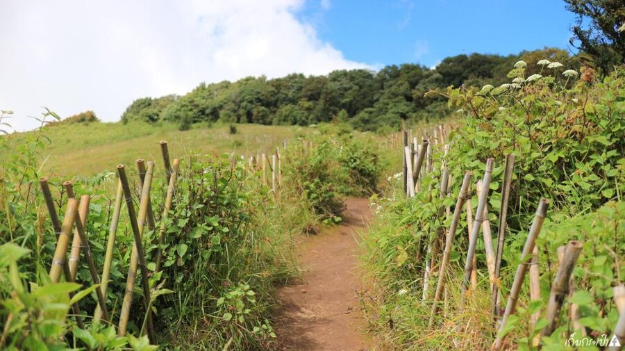 Chiang Mai: Doi Inthanon Park Day Trip with Kiw Mae Pan Hike - A 1-Day Bus Tour That Still Feels Like Real Time Outdoors