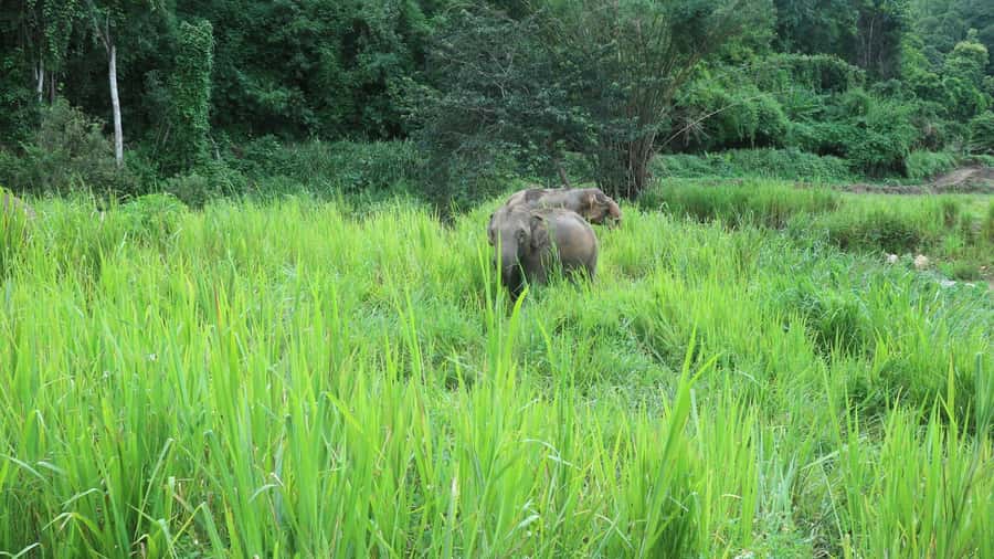 Chiang Mai: Doi Inthanon Park Hiking & Elephants Sanctuary - Key things to know before you go