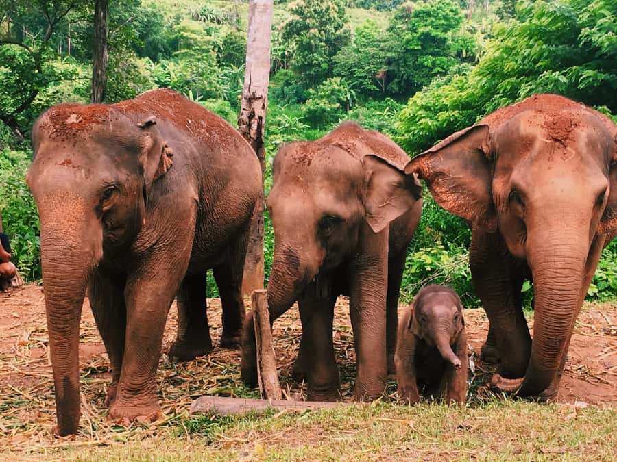 Chiang Mai: Doi Inthanon Park Hiking & Elephants Sanctuary - Should you book it?