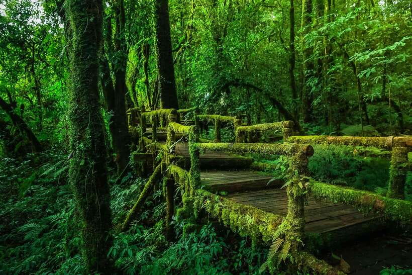 Chiang Mai: Doi Inthanon Park Tour & Kew Mae Pan Trail Hike - Kew Mae Pan Nature Trail Hike: Your 2-Hour Adventure Moment