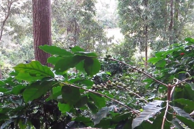 CHIANG MAI: Doi Inthanon-Trekking Pha Dok Seaw-Waterfall-Lunch - Price and Value: What $44.60 Covers (and What It Doesn’t)