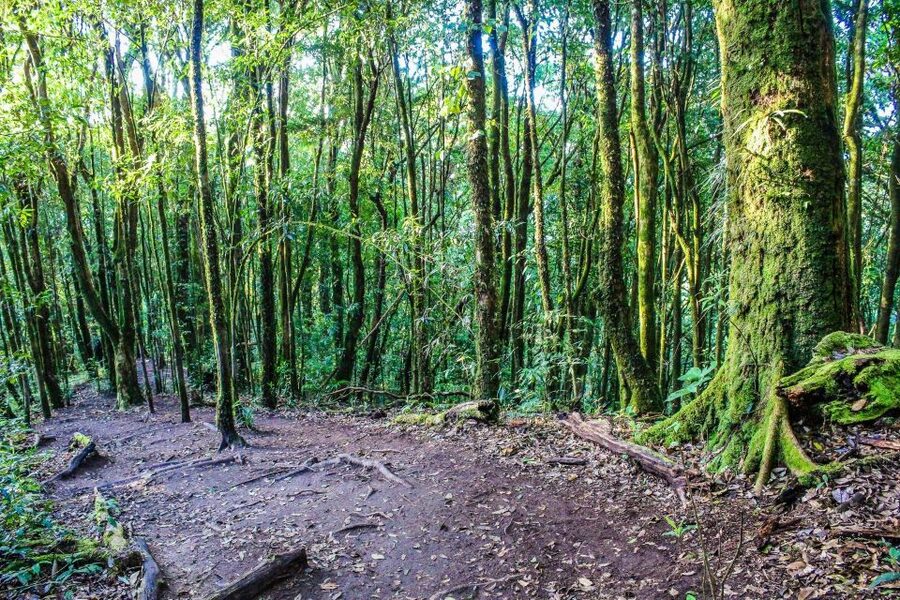 Chiang Mai: Doi Inthanon, Waterfalls, & Tribal Villages Tour - Should you book this Doi Inthanon Tour?