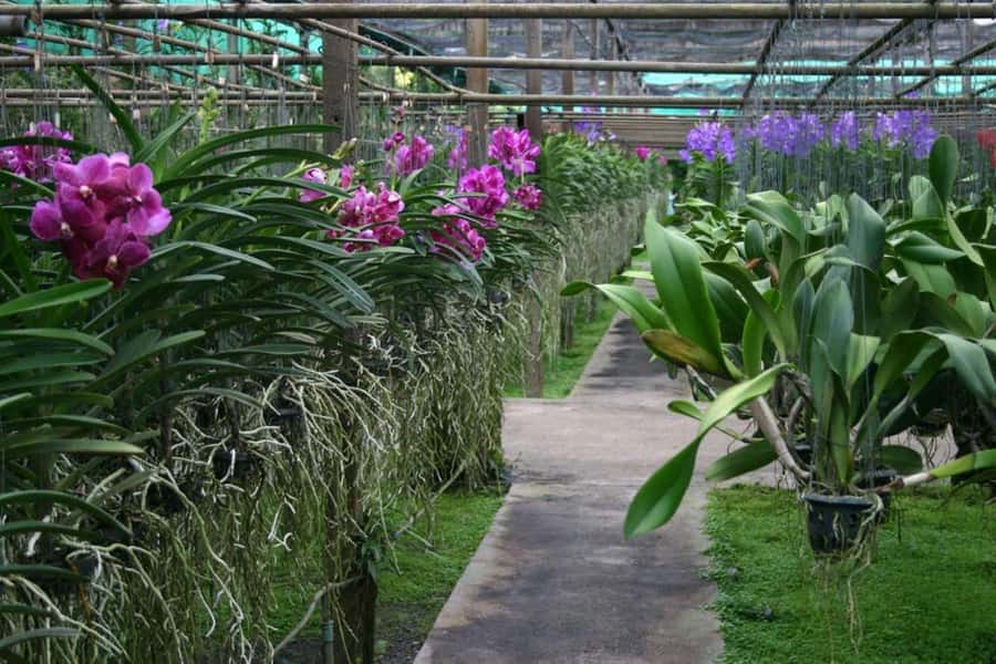 Chiang Mai: Doi Suthep, Orchid Farm and Waterfall with Lunch - Price and value: what $152 really buys you