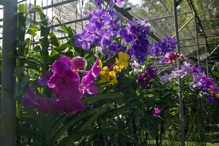Chiang Mai: Doi Suthep, Orchid Farm and Waterfall with Lunch - Getting the timing right: pickup, van time, and why it matters