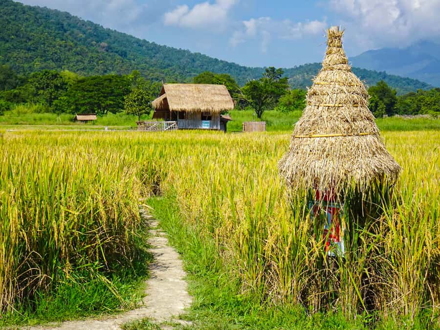 Chiang Mai: Doi Suthep, Wat Pha Lat & Wat Umong Spanish Tour - Price and logistics: what $112 is buying you