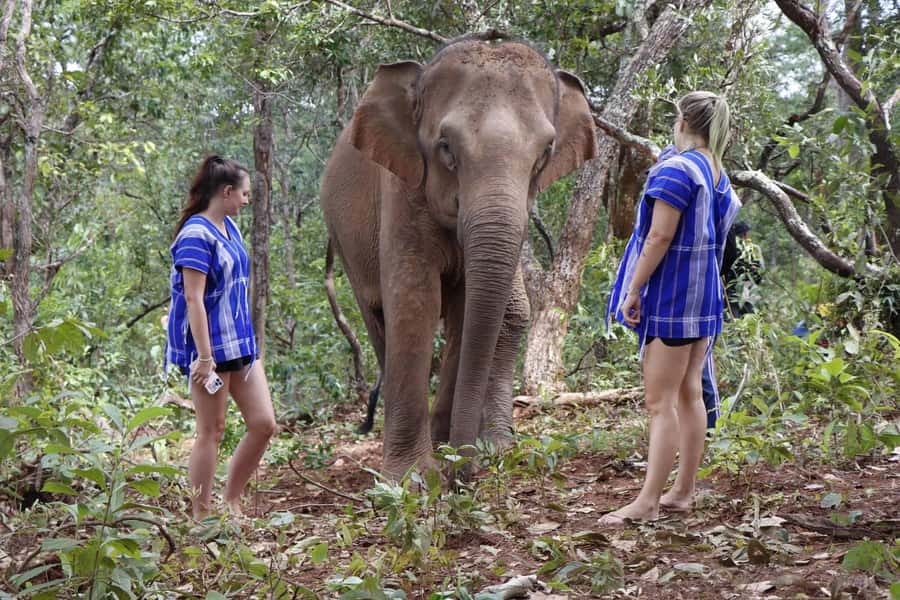 Chiang Mai: Elephant Dream Project Sanctuary - Full Day - Key things to know before you go