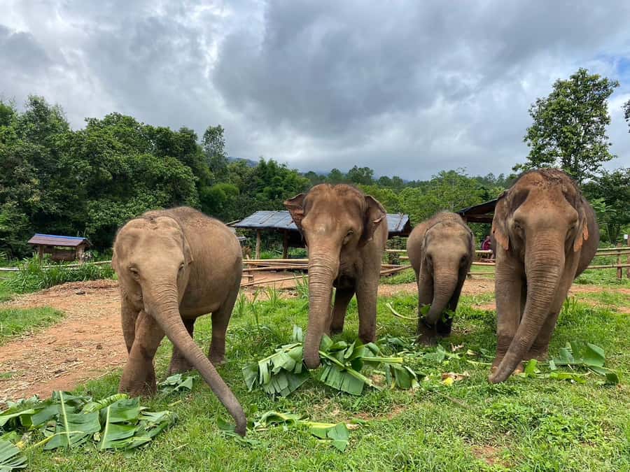 Chiang Mai: Elephant Dream Project Sanctuary - Full Day - Why This Elephant Dream Project Feels Different in Chiang Mai