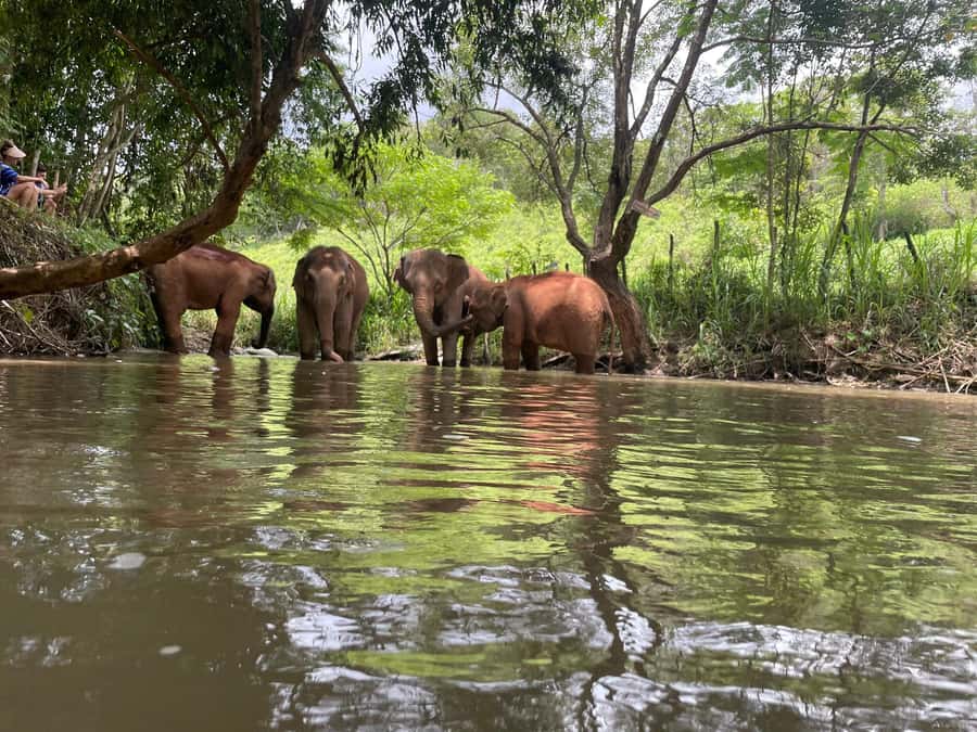 Chiang Mai: Elephant Dream Project Sanctuary - Full Day - Arriving at 9:30: The Elephant Intro and the Way the Day Works