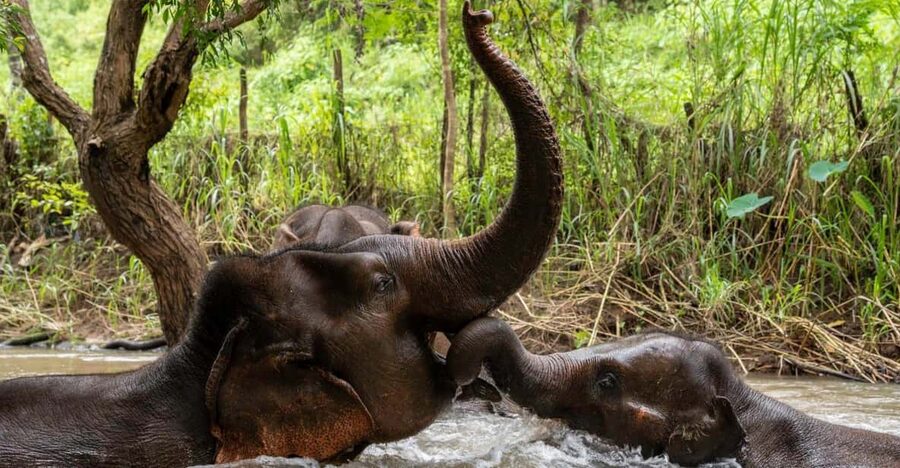 Chiang Mai: Elephant Dream Project Sanctuary - Full Day - Feeding and Walking Free in the Jungle (No Riding, No Forced Fun)