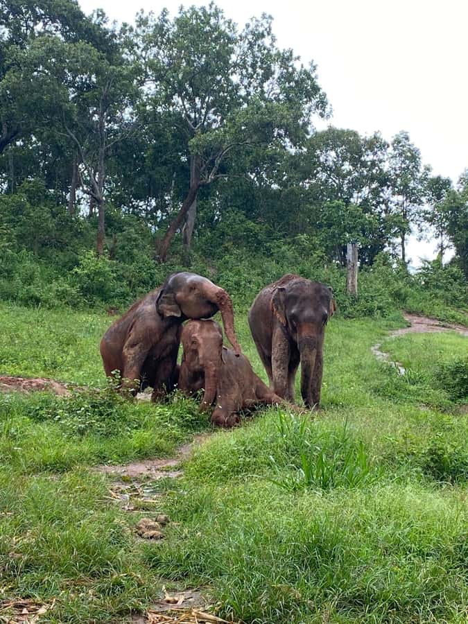 Chiang Mai: Elephant Dream Project Sanctuary - Full Day - Price and Logistics: Is $73 Good Value for This Elephant Day?