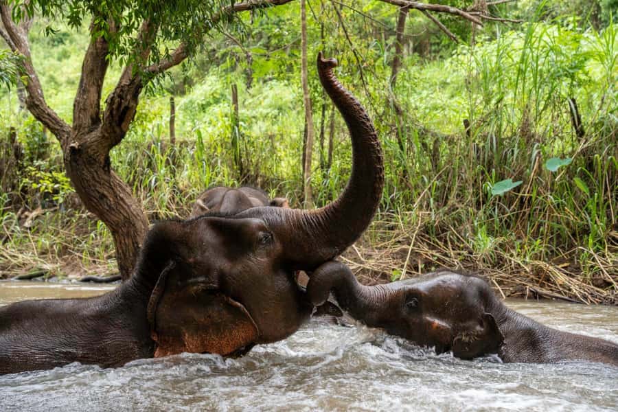 Chiang Mai: Elephant Dream Project Sanctuary - Full Day - Morning Pickup and the Mountain Drive to the Sanctuary
