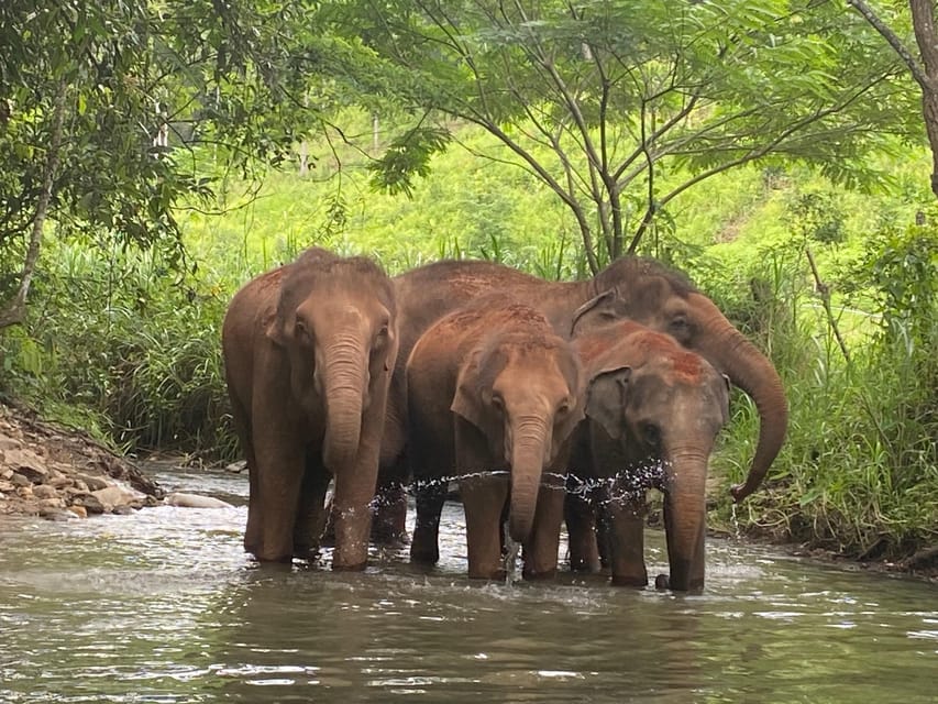 Chiang Mai: Elephant Dream Project Sanctuary - Half-Day - Who should book this, and who should pass