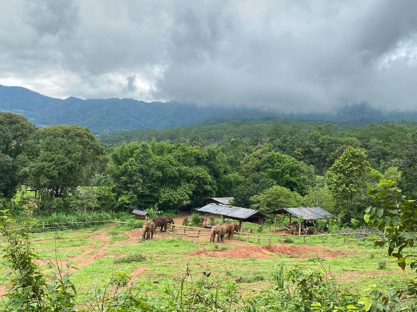 Chiang Mai: Elephant Dream Project Sanctuary - Half-Day - Feeding elephants: what you actually do and why it matters
