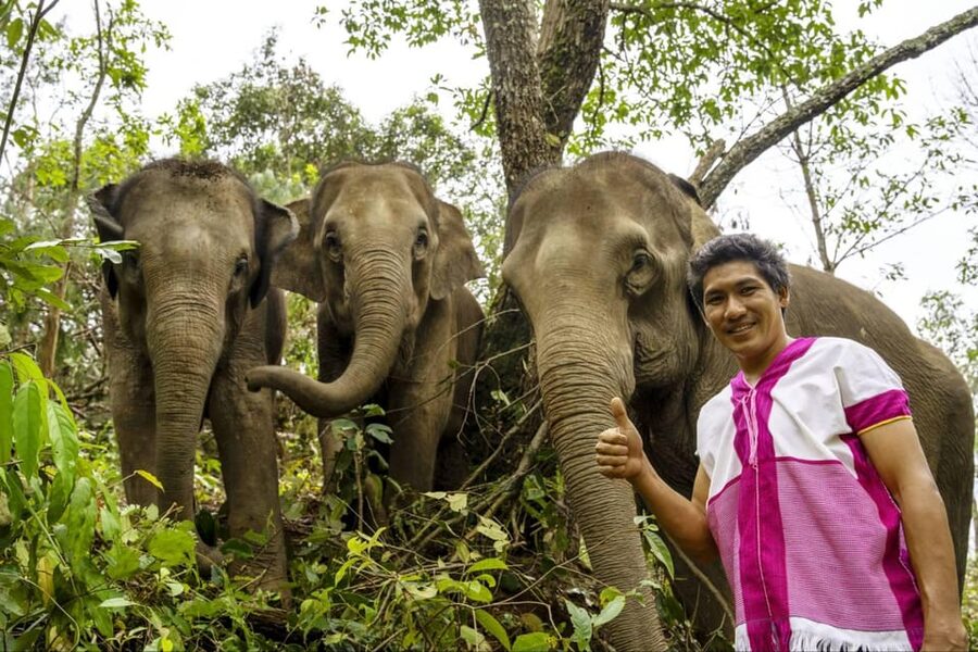 Chiang Mai: Elephant Dream Project Sanctuary - Half-Day - The jungle walk: following their lead through natural habitat
