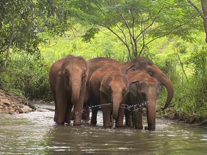 Chiang Mai: Elephant Dream Project Sanctuary - Half-Day - Village time and Thai lunch: culture you can taste, not just photos