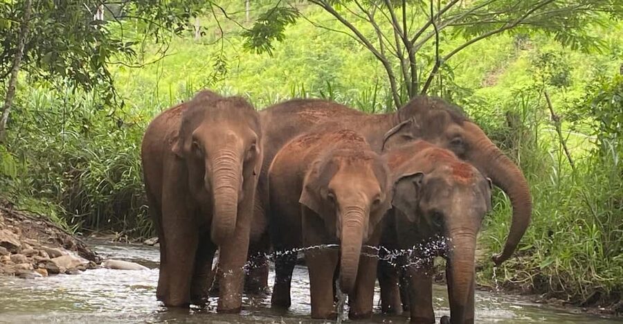 Chiang Mai: Elephant Dream Project Sanctuary - Half-Day - Price and value: what $51 buys you (and what it does not)