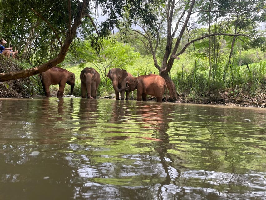 Chiang Mai: Elephant Dream Project Sanctuary - Half-Day - Ethical elephant expectations: what the tour does not do