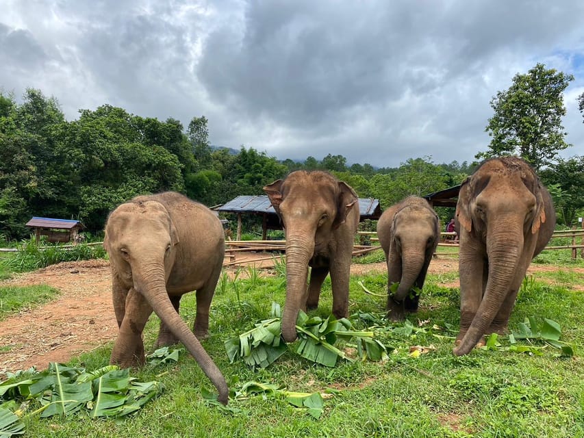 Chiang Mai: Elephant Dream Project Sanctuary - Half-Day - Getting out of Chiang Mai: pickup, drive, and that countryside reset