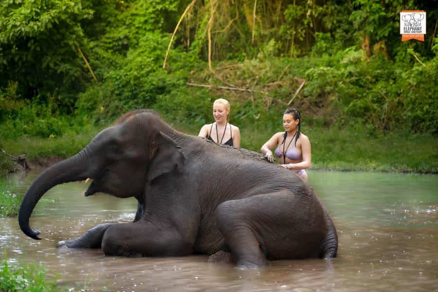 Chiang Mai Elephant Jungle Sanctuary &Mama Noi Cooking Class - Key things you’ll notice right away