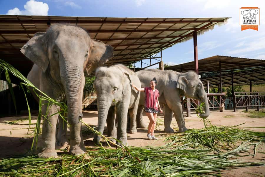 Chiang Mai Elephant Jungle Sanctuary &Mama Noi Cooking Class - Price and value: what you’re really paying for at $93