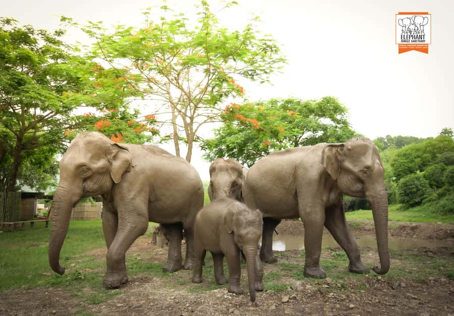 Chiang Mai: Elephant Jungle Sanctuary with Lunch & Transfer - Chiang Mai’s elephant day: what it’s really like