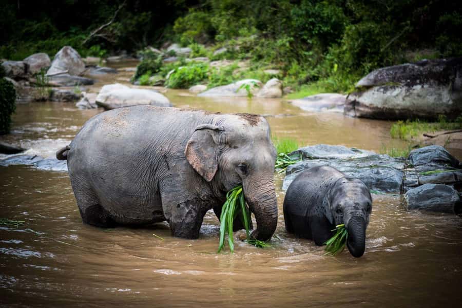 Chiang Mai Elephant Recovery Center, Doi Inthanon and Hiking - A Responsible Elephant Recovery Center Day in Chiang Mai