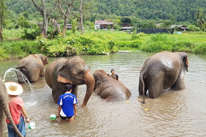 Chiang Mai Elephant Sanctuary and Temples Tour in Spanish - Lunch break: local food, no drinks included