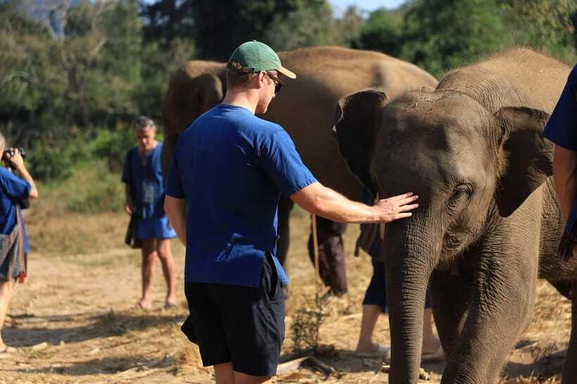 Chiang Mai: Elephant Sanctuary Bamboo Raft & Padthai Cooking - Pad Thai cooking workshop: vegetarian lunch with real participation