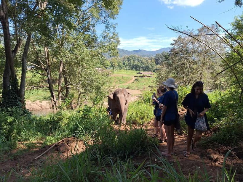 Chiang Mai: Elephant Sanctuary Bamboo Raft & Padthai Cooking - Price and value: what $54 covers in a full-day format