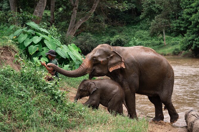 Chiang Mai Elephant Sanctuary, Bamboo Rafting and Waterfall Tour - Key highlights to look for