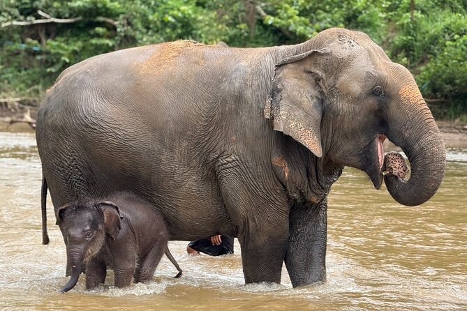 Chiang Mai Elephant Sanctuary, Bamboo Rafting and Waterfall Tour - Stop 2: New Elephant Home in Mae Tang Valley (ethical elephant time)