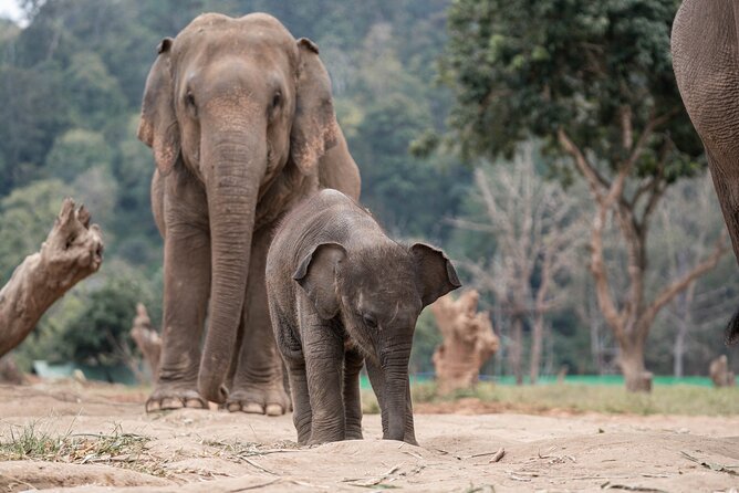 Chiang Mai Elephant Sanctuary, Bamboo Rafting and Waterfall Tour - Lunch, what to pack, and how to prepare for a wet day