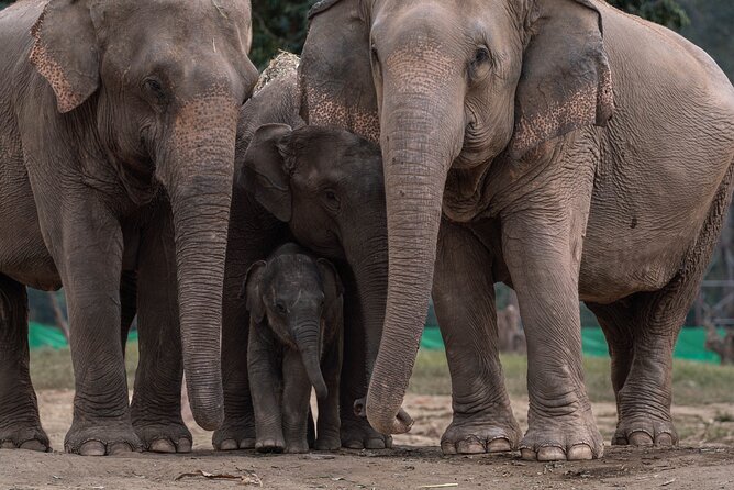 Chiang Mai Elephant Sanctuary, Bamboo Rafting and Waterfall Tour - What kind of traveler this fits best