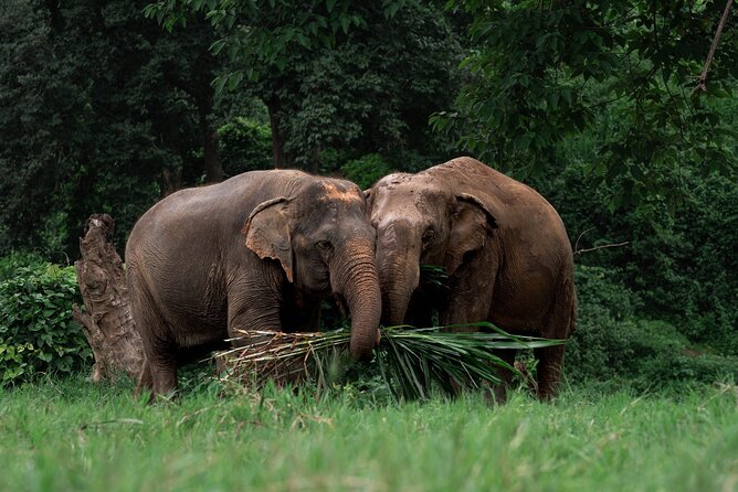 Chiang Mai Elephant Sanctuary, Bamboo Rafting and Waterfall Tour - Price and logistics: what $58.70 buys you