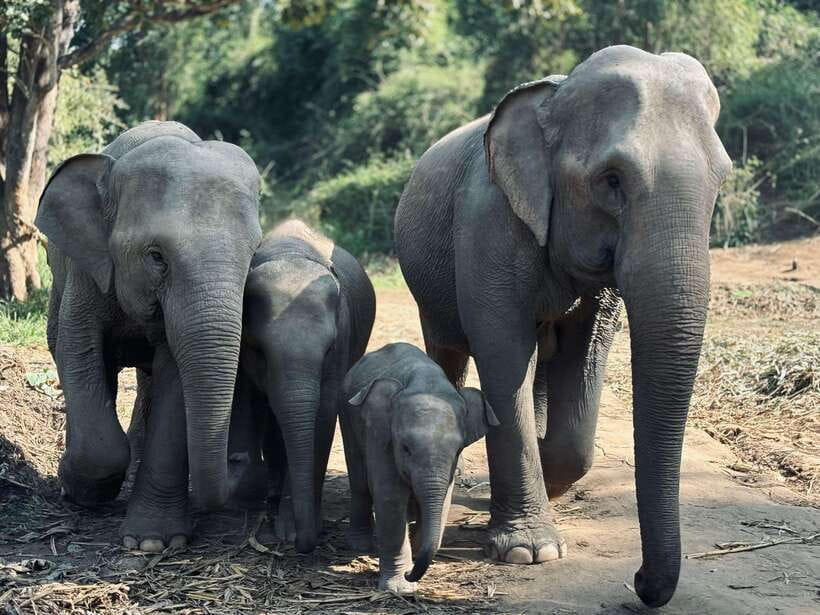 Chiang Mai: Elephant Sanctuary Feeding Program Half-Day Tour - Key things I’d mark on your must-do list