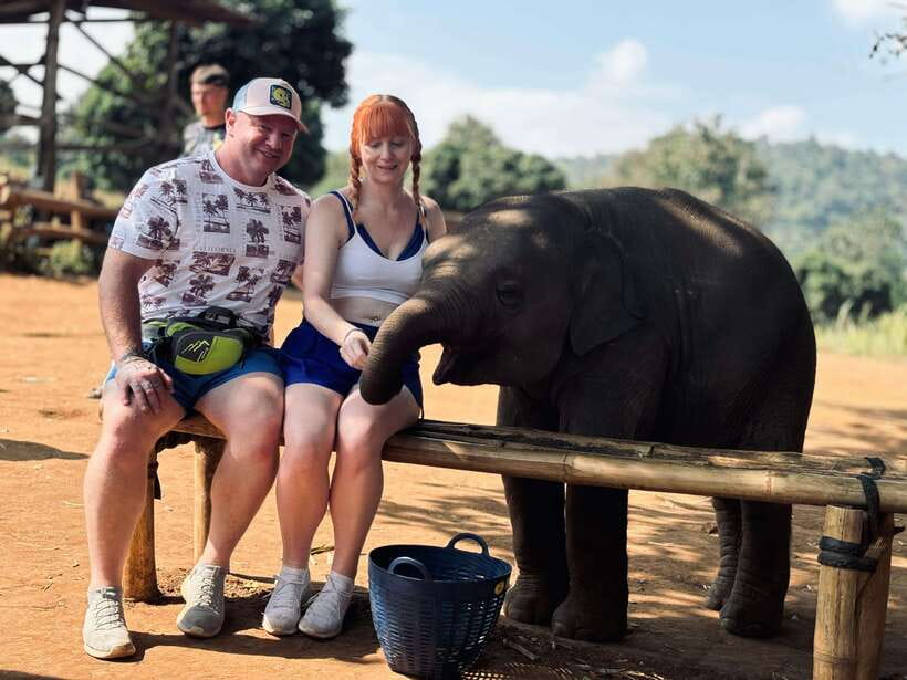 Chiang Mai: Elephant Sanctuary Feeding Program Half-Day Tour - Elephants, Forest, and Four Feeding Stations That Feel Purposeful